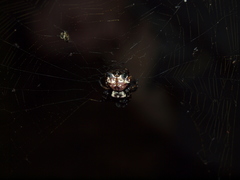 Aspidolasius branicki