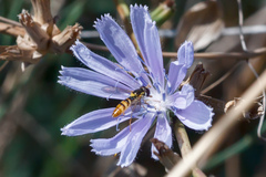 Sphaerophoria rueppellii