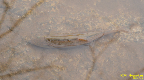 Rhynchocypris oxycephala