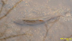 Rhynchocypris oxycephalus