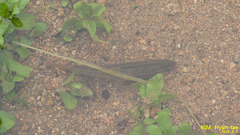 Rhynchocypris oxycephalus