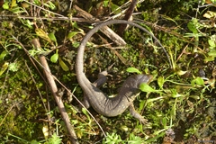 Timon lepidus ibericus