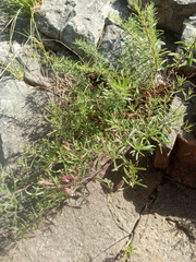 Stevia satureiifolia