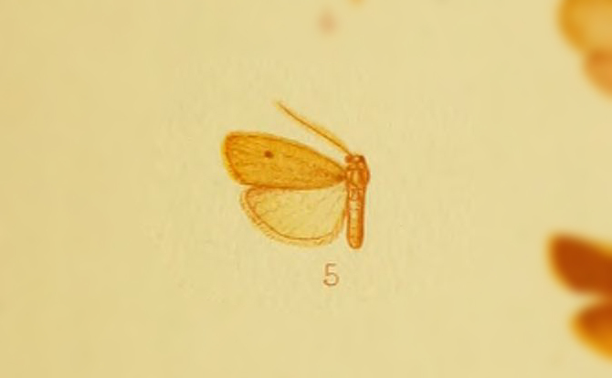 Small Dotted Footman
