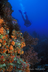 Iciligorgia schrammi