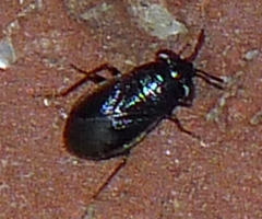 Geocoris uliginosus
