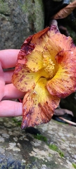 Hibiscus tiliaceus pernambucensis