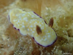 Goniobranchus albopustulosus