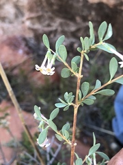 Symphoricarpos longiflorus