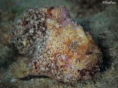 Antennatus tuberosus
