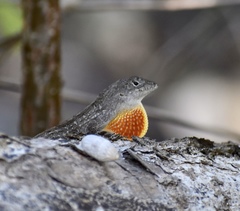 Anolis sagrei sagrei