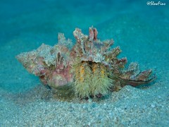 Aniculus maximus
