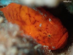 Antennatus tuberosus