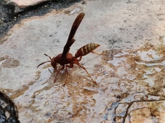 Polistes mexicanus
