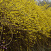Korean Goldenbell Tree - Photo (c) Kim, Hyun-tae, some rights reserved (CC BY), uploaded by Kim, Hyun-tae