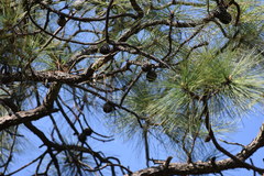 Pinus oocarpa