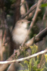 Troglodytes hiemalis