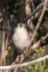 Troglodytes hiemalis