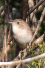 Troglodytes hiemalis