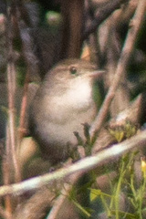 Troglodytes hiemalis