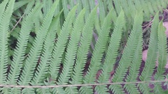 Pelazoneuron puberulum