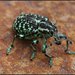 Chrysolopus spectabilis - Photo (c) David Midgley,  זכויות יוצרים חלקיות (CC BY-NC-ND)