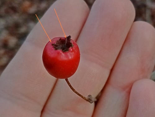 Crataegus meyeri, photograph 5