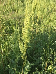 Rumex altissimus