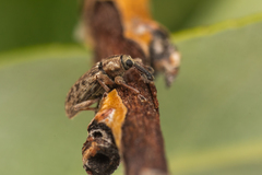 Dorytomus leucophyllus