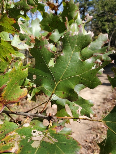 Image of Quercus acerifolia by (c) Tom Field, some rights reserved (CC BY)