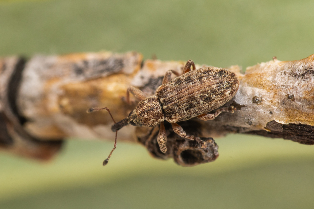 Dorytomus leucophyllus