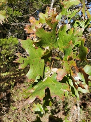 Quercus acerifolia
