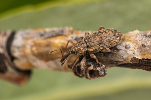 Livid Weevil