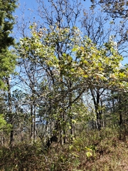 Quercus acerifolia