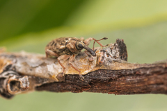 Dorytomus leucophyllus