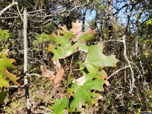 Image of Quercus acerifolia by (c) Tom Field, some rights reserved (CC BY)