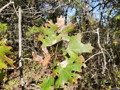 Quercus acerifolia
