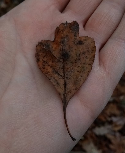 Crataegus meyeri, photograph 6