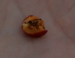 Crataegus ucrainica