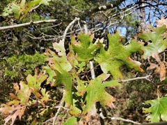 Quercus acerifolia