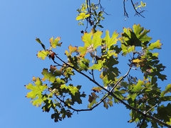 Quercus acerifolia