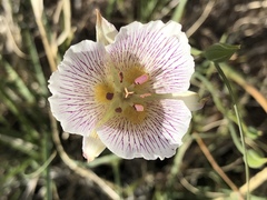Calochortus striatus