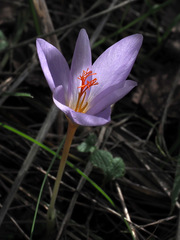 Crocus cancellatus