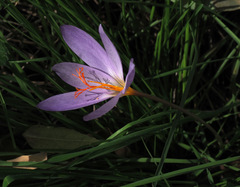 Crocus cancellatus