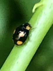 Hyperaspis bisignata