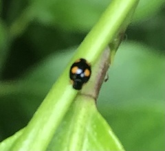 Hyperaspis bisignata