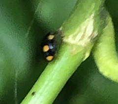 Hyperaspis bisignata