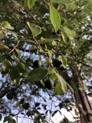 Luma apiculata