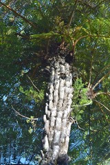 Cyathea glauca