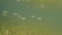 Trachinotus